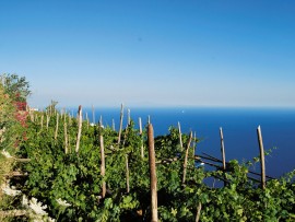 Vino Campano DOP